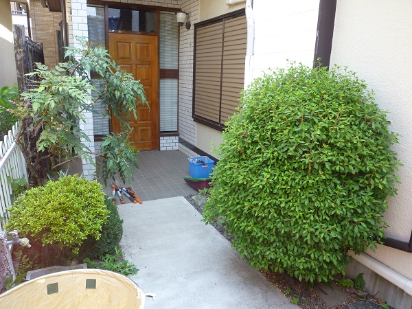 逗子市 ドウダンツツジ 剪定 横須賀 逗子 葉山の植木屋 お庭管理トータルサービス