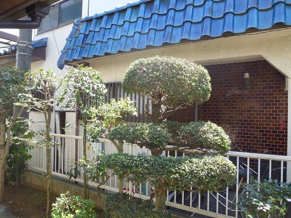 逗子市 剪定 ツゲ 横須賀 逗子 葉山の植木屋 お庭管理トータルサービス