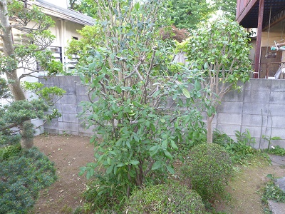 逗子市 剪定 ボケ 横須賀 逗子 葉山の植木屋 お庭管理トータルサービス