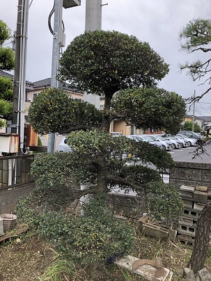 横須賀市 剪定 ツゲ 横須賀 逗子 葉山の植木屋 お庭管理トータルサービス