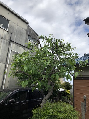 逗子市 剪定 ロウバイ 横須賀 逗子 葉山の植木屋 お庭管理トータルサービス 逗子市 剪定 ロウバイ 横須賀 逗子 葉山の植木屋 お庭管理トータルサービス